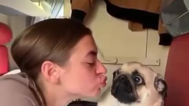 Ewwww don't kiss me, hilarious pug reaction