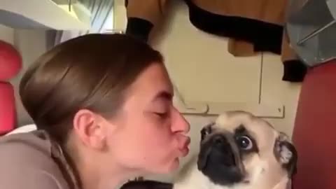 Ewwww don't kiss me, hilarious pug reaction