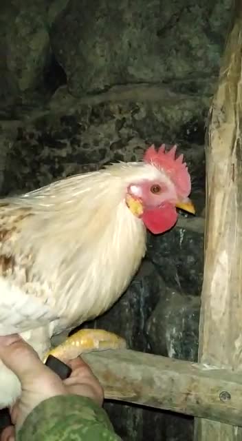 at night on the hen house