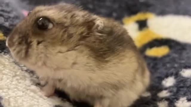 This is how Frodo looks after devouring a peanut