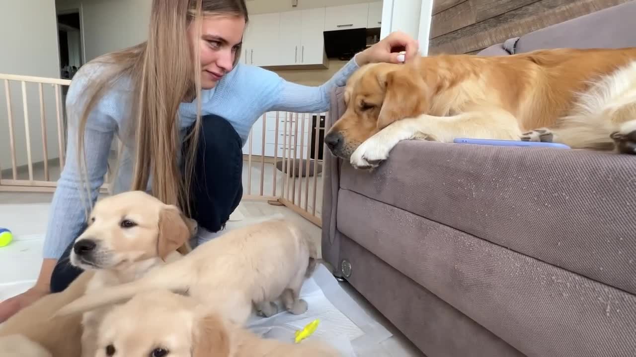 Golden Retriever Dad Babysits His Puppies