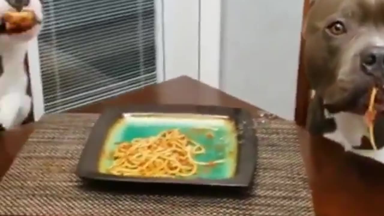 Who ate the spaghetti