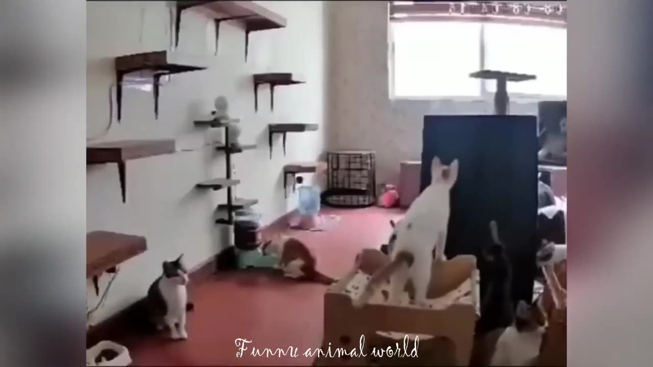 Funny cat videos | Funny animal videos | cats fail moments 2024 | funny dog video | cute funny cats