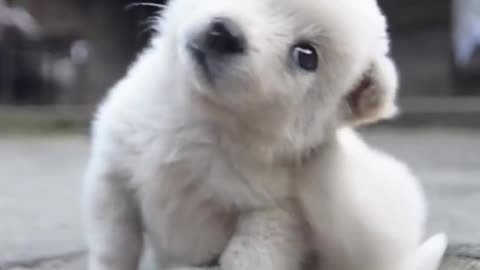 Adorable puppy playing with chicks will make you feel better and happier!