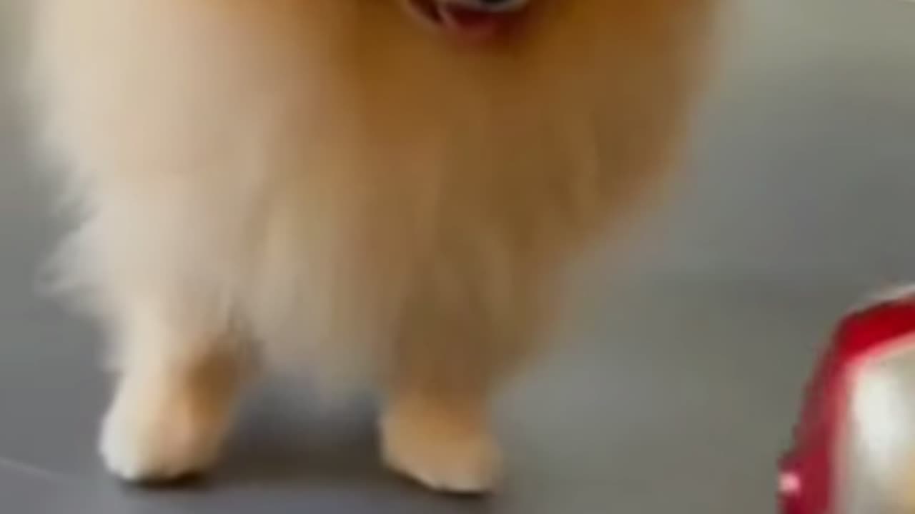 Dog Funny Video with Toy