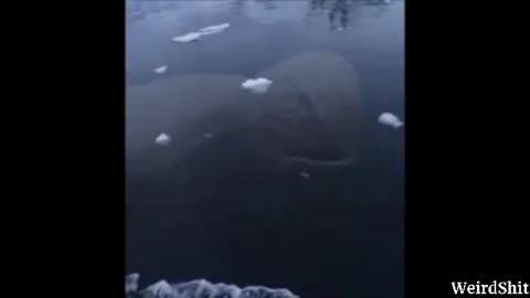 SEA MONSTER CAUGHT THROUGH GOOGLE EARTH NEAR DECEPTION ISLAND IN ANTARCTICA