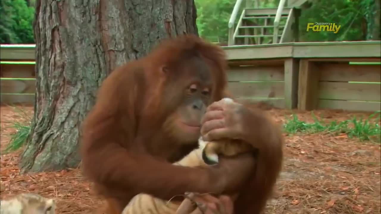 Chimpanji😂
