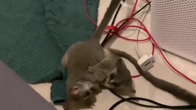 Two Tiny Bush Babies Wrestling Together