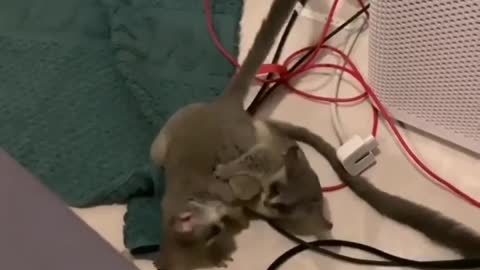 Two Tiny Bush Babies Wrestling Together