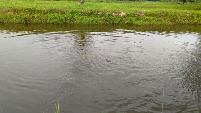 Feeding time at the Mekong pond.