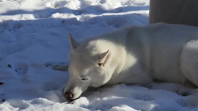 Husky Enjoys Lying in Snow