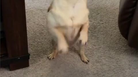 Dog 😂 owns the dance floor with her adorable dance moves