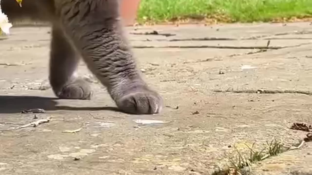 "Graceful Paws: The Gorgeous Walking Style of My Cat Unveiled!"