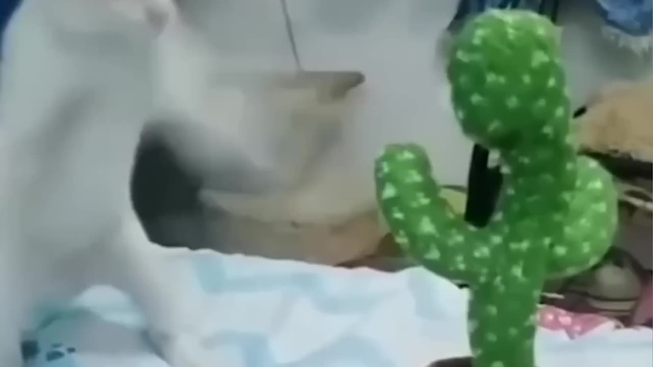 funny animals