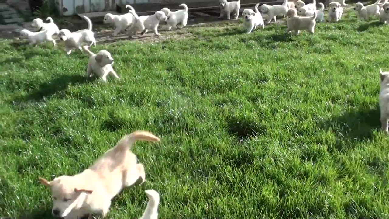 #short#viral video dogs