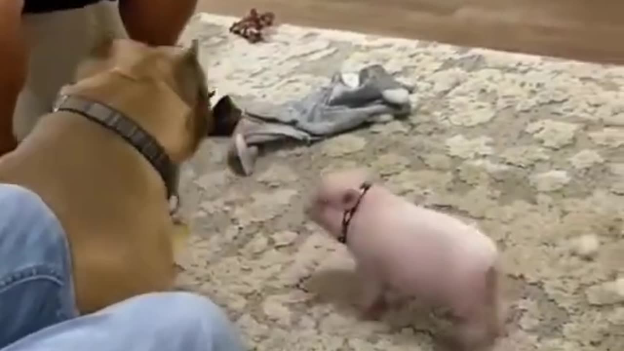 Size Doesn't Matter #shorts #viral #shortsvideo #video