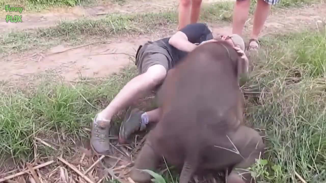 FUNNIEST BABY ELEPHANTS VIDEO COMPILATION