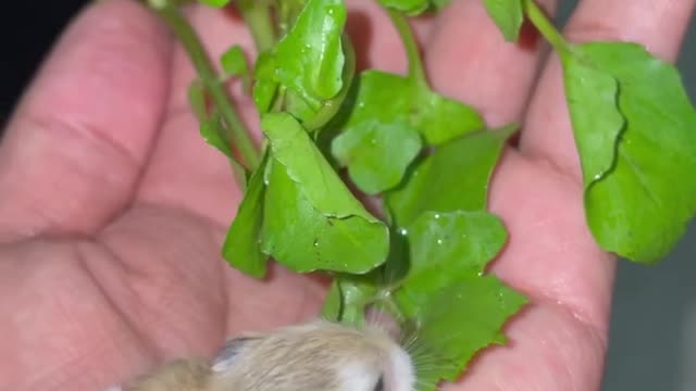 14dayoldhamster#pets#shorts