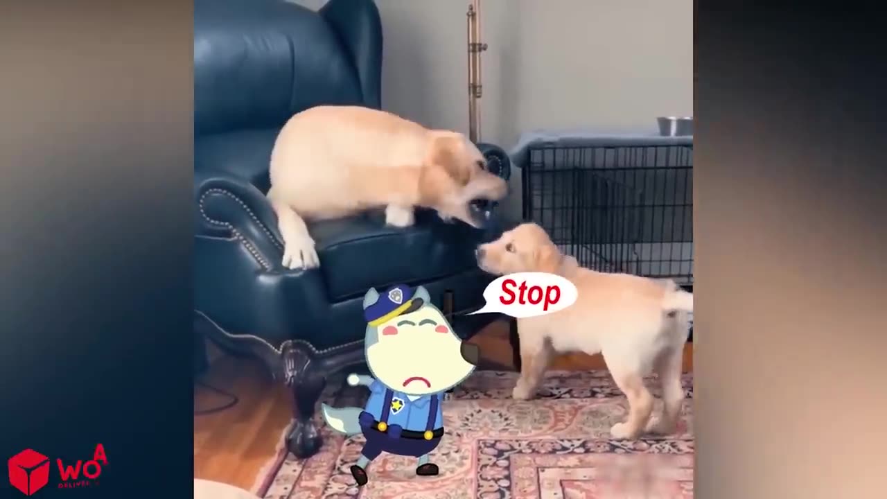 Funny Dog Reaction to Wolfoo From TV 😾🐶 Wolfoo in Real Life ! Funniest Cats And Dogs Videos.mp4
