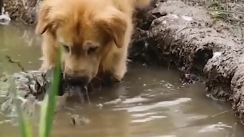 Very cute dog caring his child so impressive.