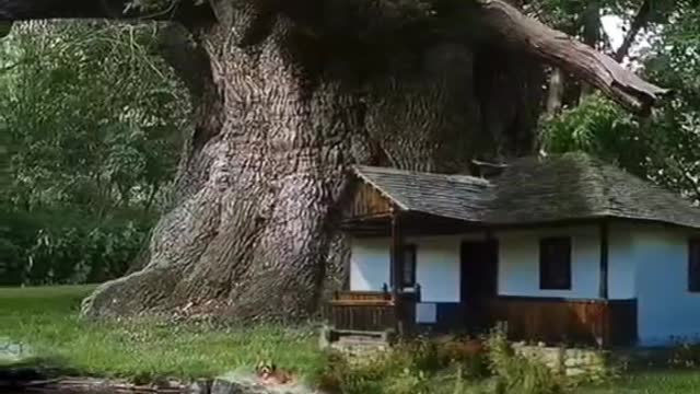 This big tree is very old
