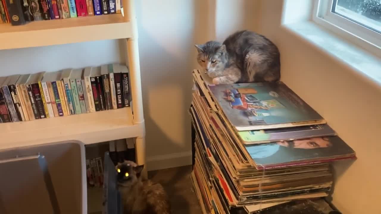 Merry Christmas from the Animals