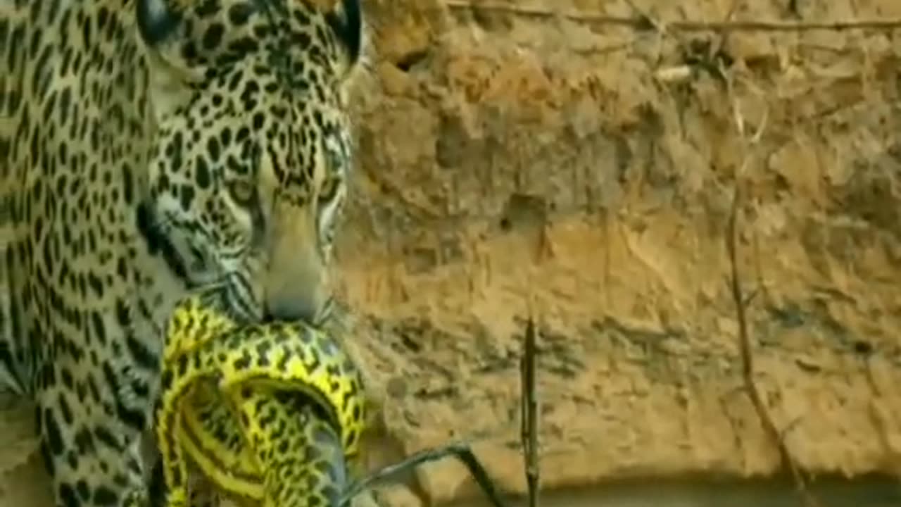 Wild life