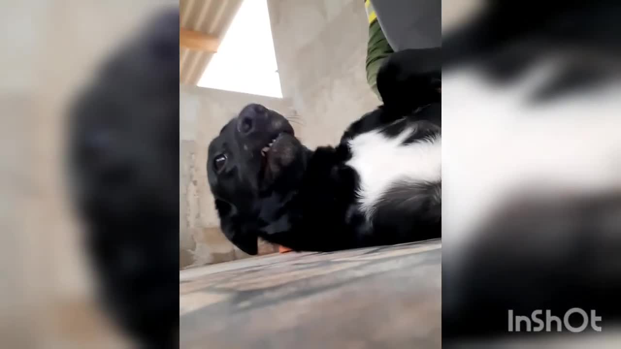 MY BEAUTIFUL DOG QUIET