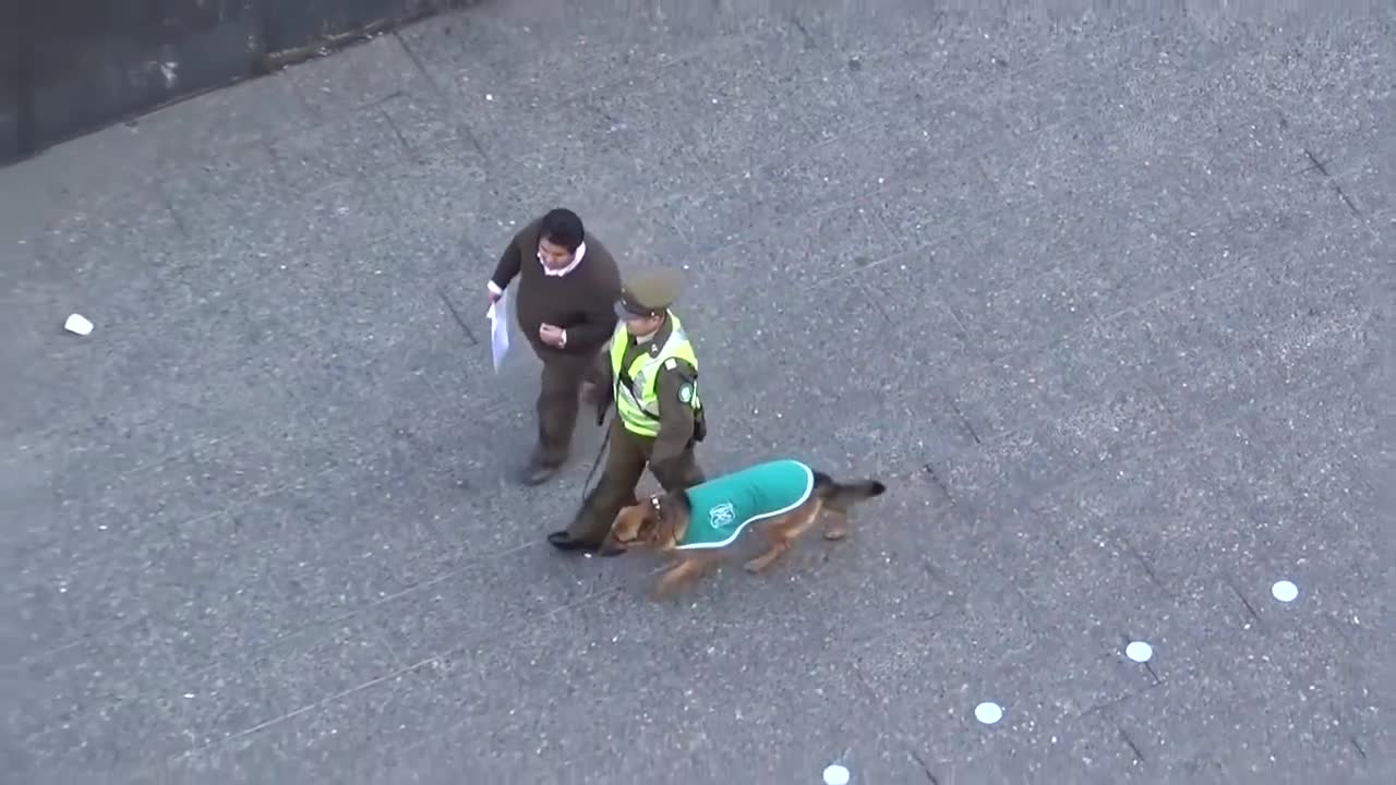 WHEN STRAY DOGS BULLY A POLICE DOG