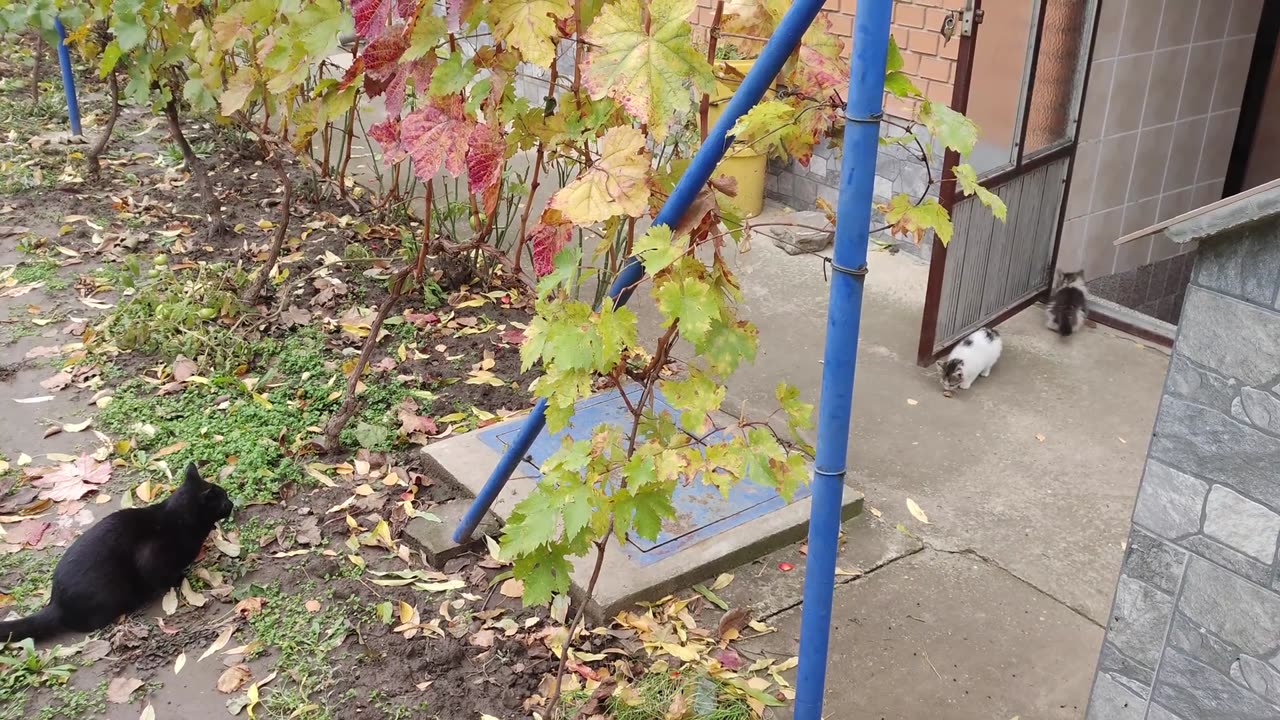 New Kittens Meeting Resident Cat For The First Time