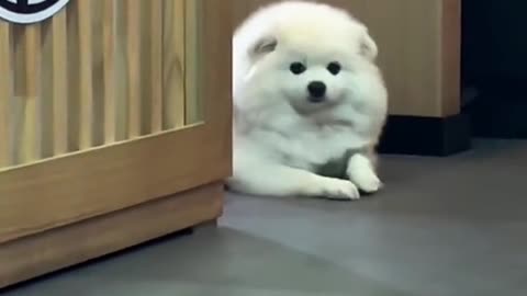He is so shy 🥰