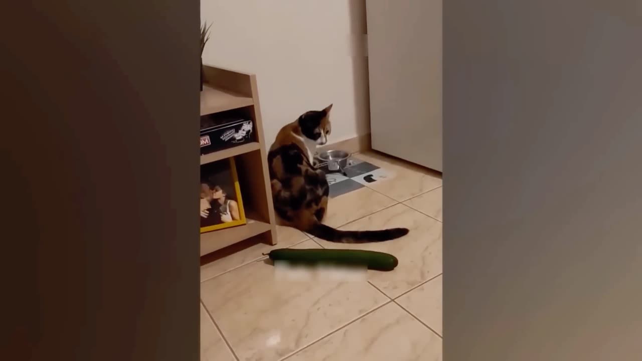 Funny cat reaction 😽