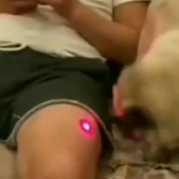 Owner bitten on penis by dog