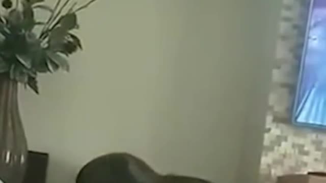 Foreign funny videos
