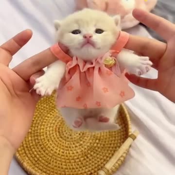 Funny cats shorts #2