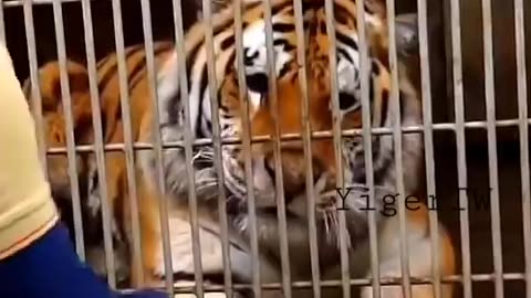 Tiger Training Video