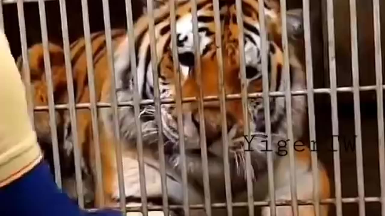 Tiger Training Video