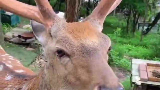 What is the deer eating and feeling comfortable