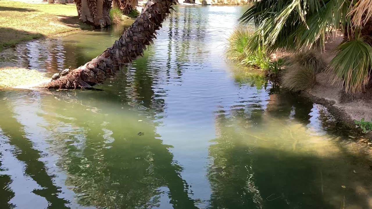 Waters of Agua Caliente Park in High Definition