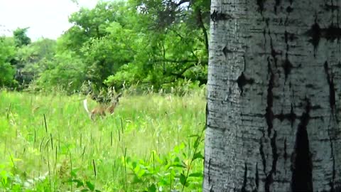White-tailed deer