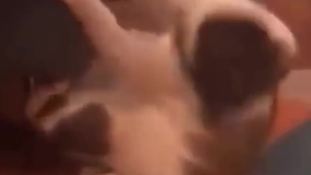 Animals dance. Try not to laugh