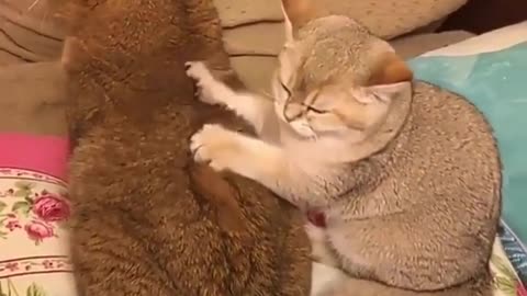 Funny Cats - 🐱🐱 Cute Cats ahhh, that's the spot