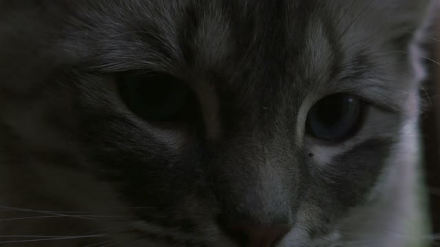 Closeup of Cat UHD