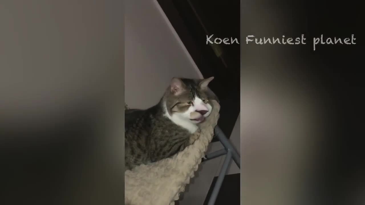 Funny Clips of Dogs and Cats 🤣