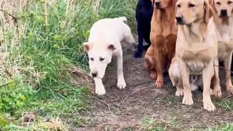 Funny dog name #funny #viral #trending #comedy