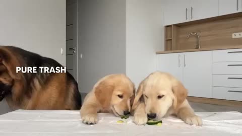 German Shepherd Reviews Food With Puppies