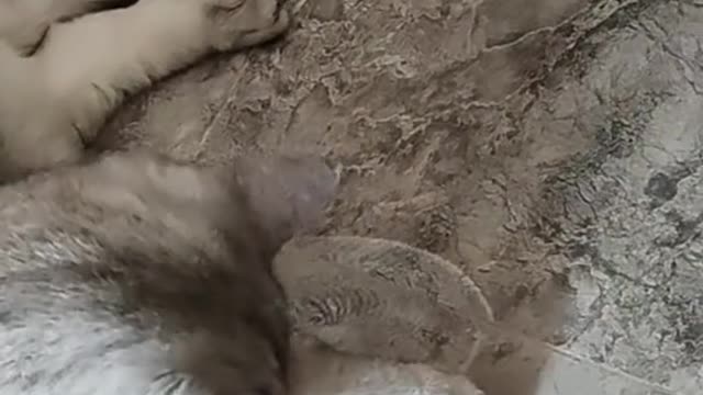 It seems to like the toy