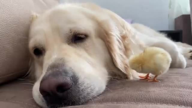 Golden Retriever Meets Newborn Baby Chick for the First Time!