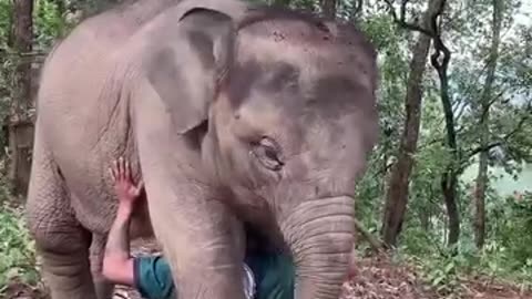 Fun with baby elephant | he is a beautiful