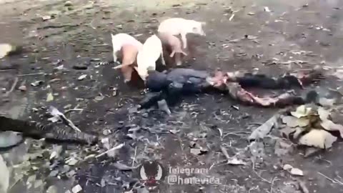 Pigs Enjoy Some BBQ Russian